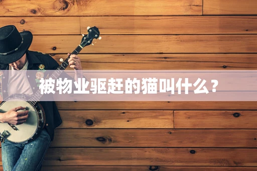 被物业驱赶的猫叫什么？
